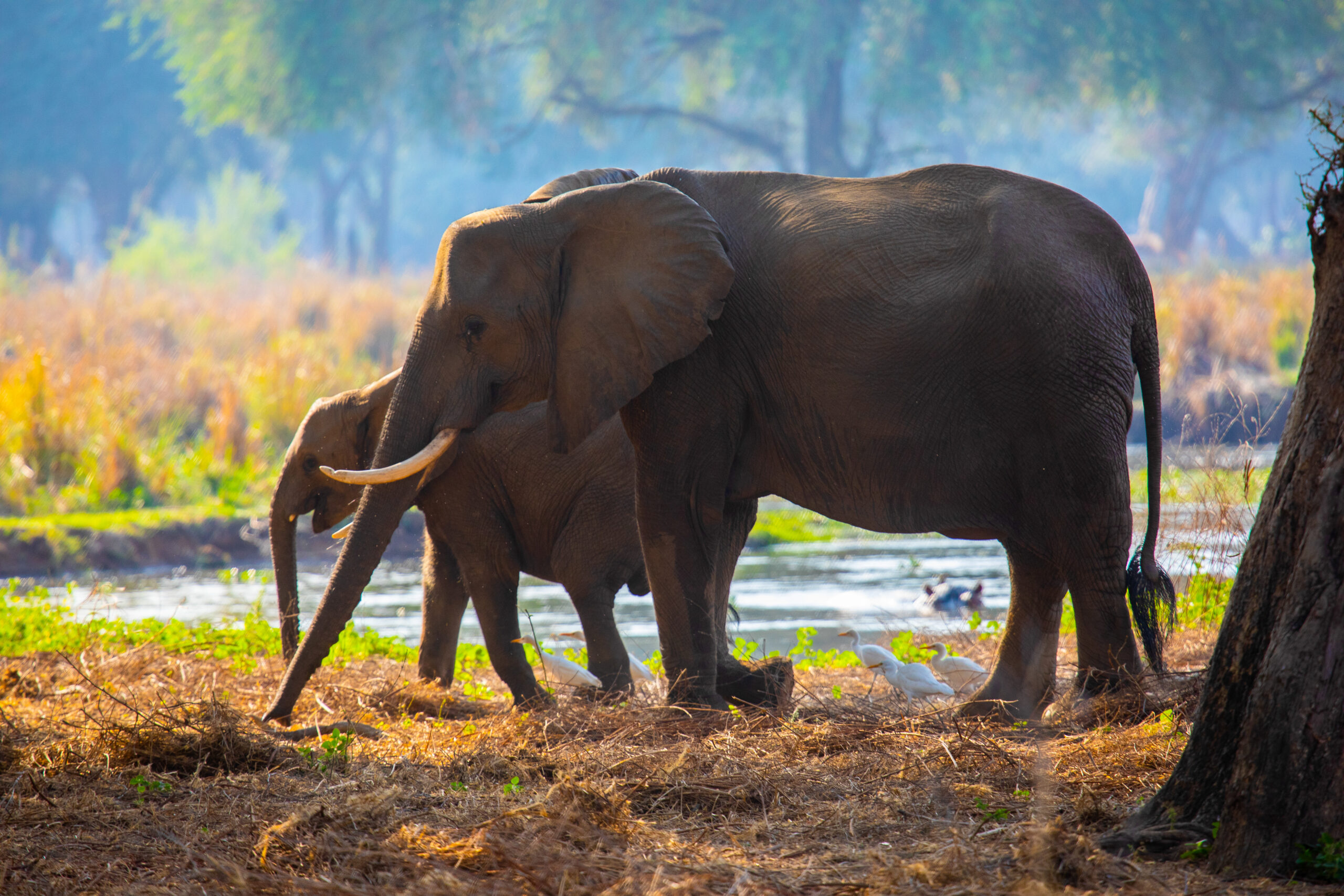 éléphants zambie
